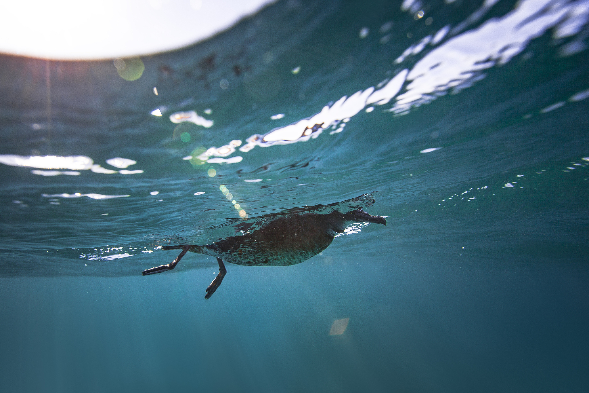 大自然哪些生物具有本能和本领