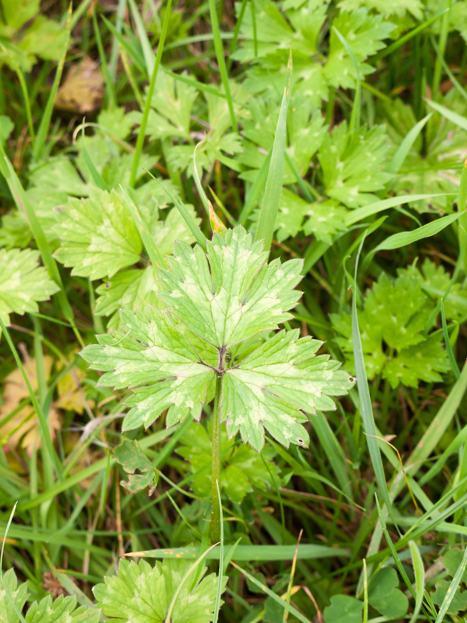 长沙市林地分等定级标准及分类 - 详细解析