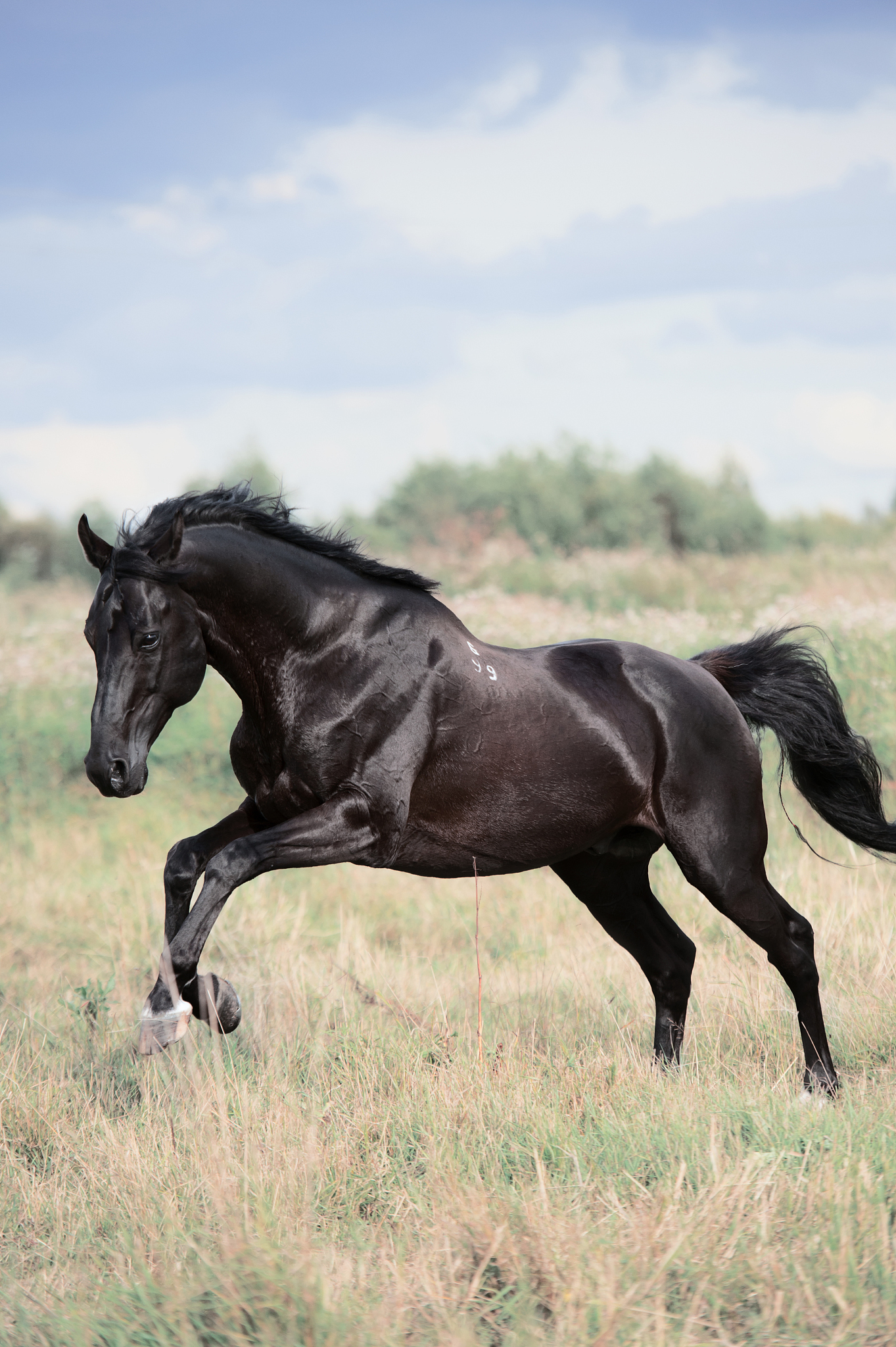 running black horse in  field