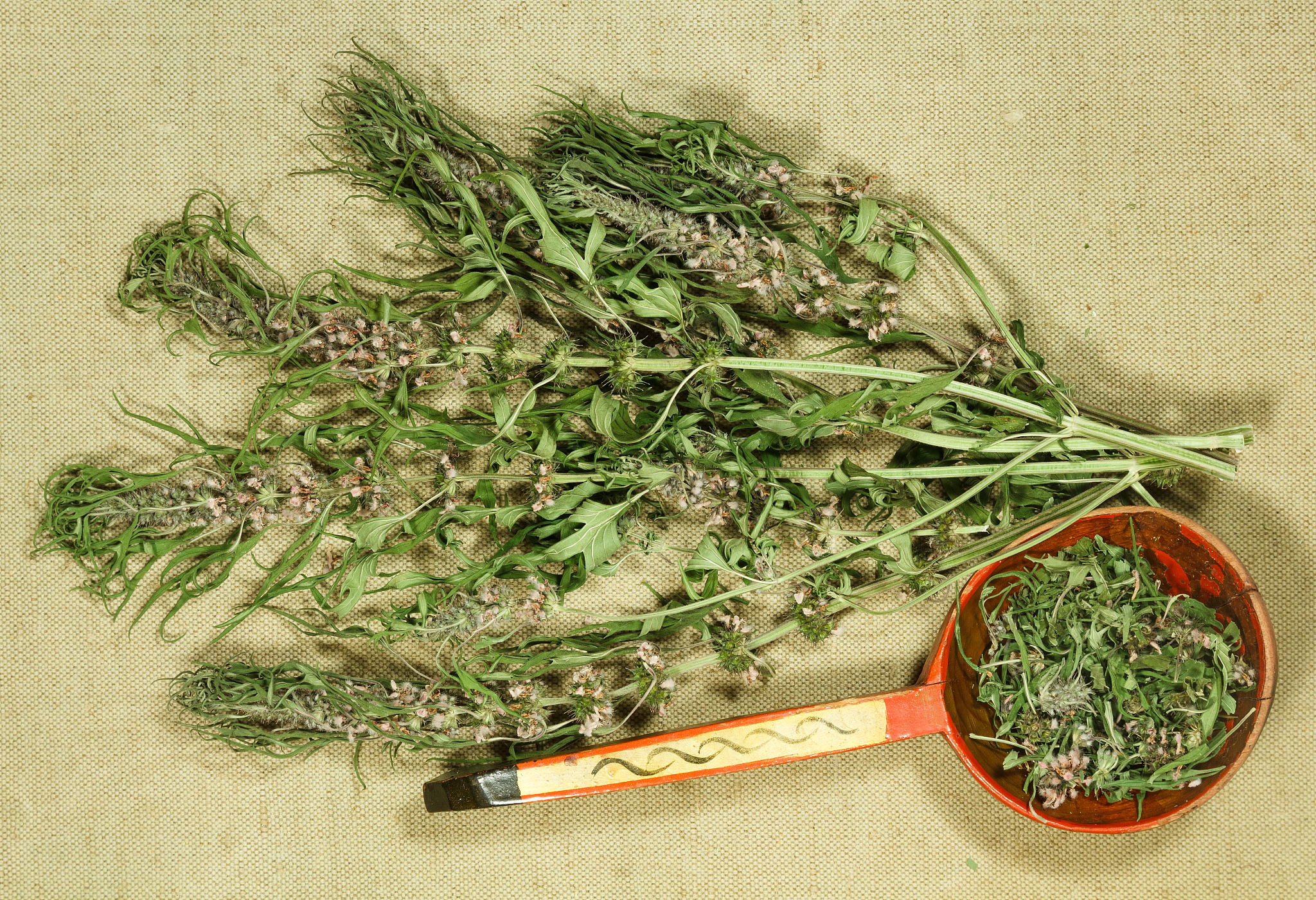 孕妇可以吃益母草吗？了解背后的风险！
