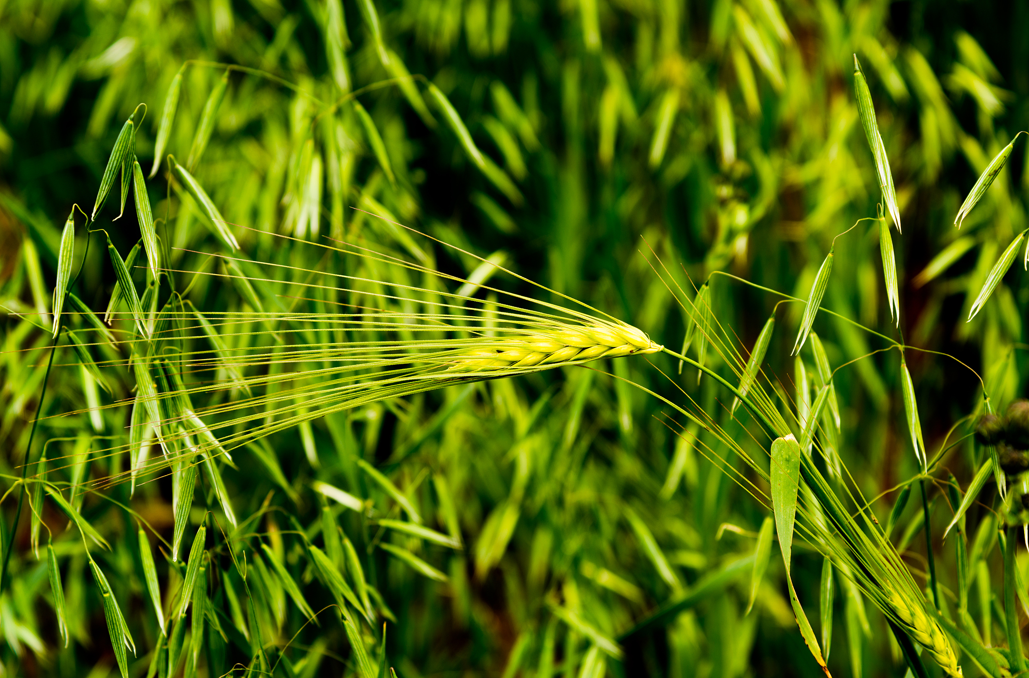 阐述：国家粮食青海青稞和牛羊肉交易中心的同行业竞争者威胁很小现阶段全国范围内没有业务相同的交易中心平台