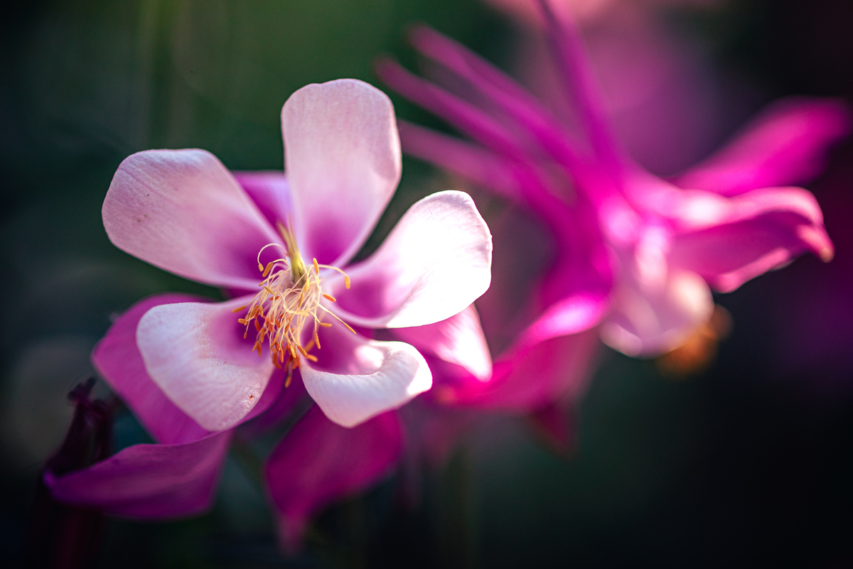 用唯美意境形容各色不同种类的花半开半收的摄影图片