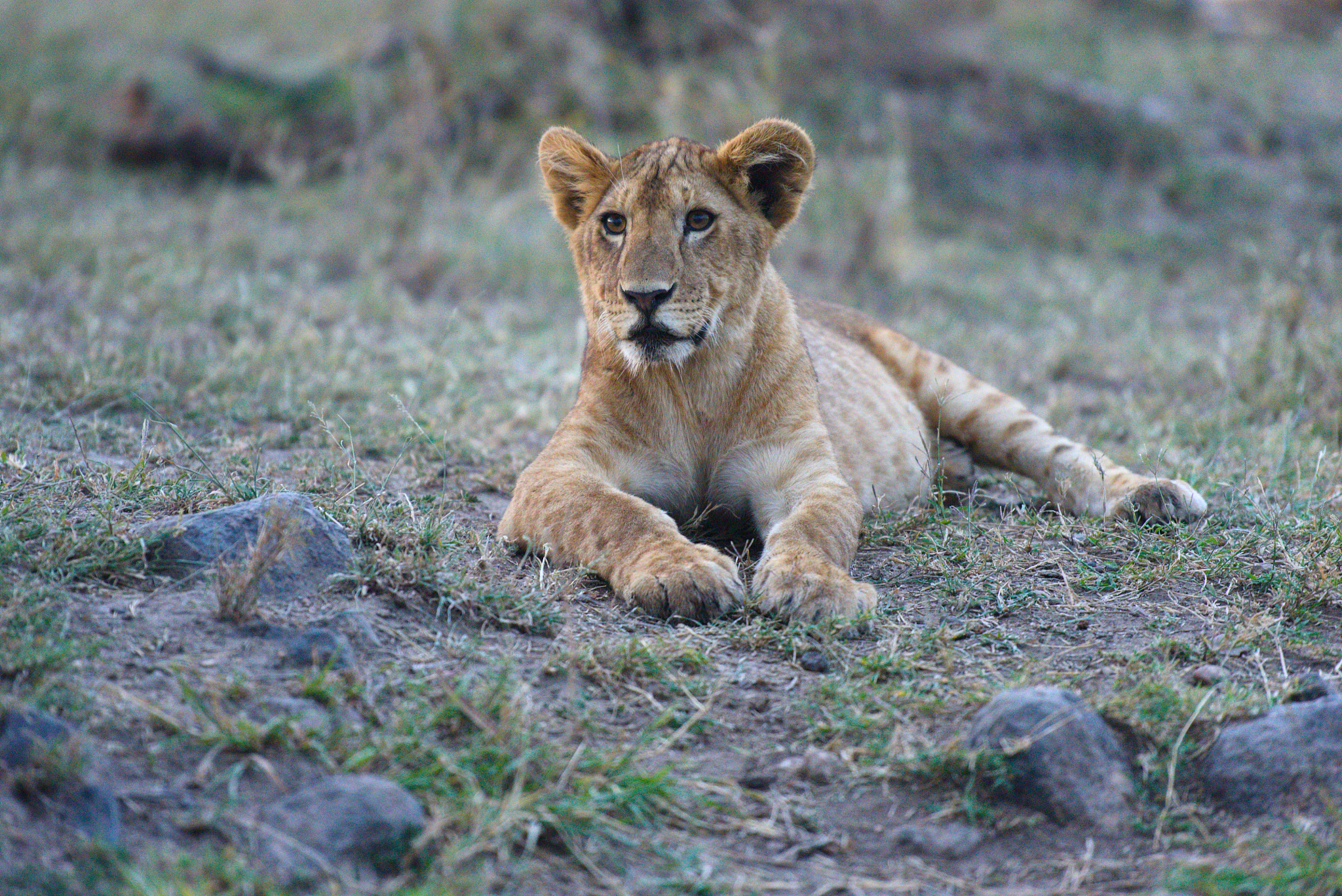 herd of lions prepared to hunt at dusk in the serengeti