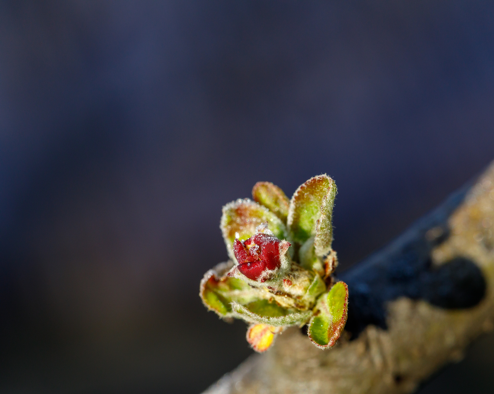 Globally increasing of spring frost intensity exacerbate crop yield loss 这句是否有语法错误