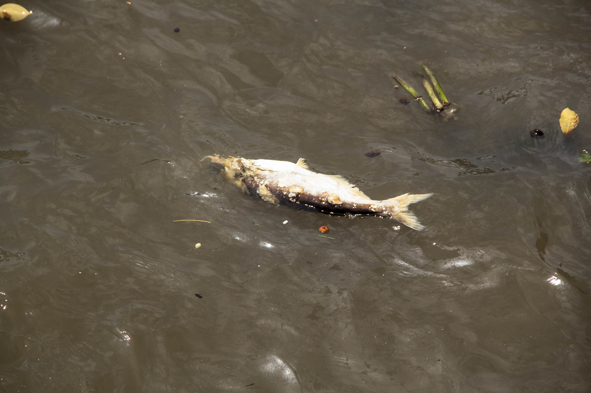 果酸对鱼苗的影响：过量使用会导致死亡？