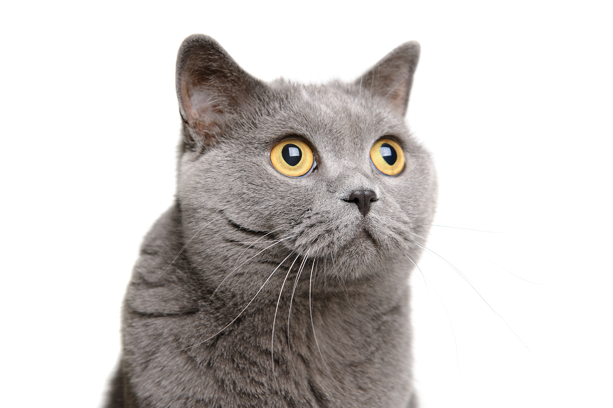 british shorthair cat
