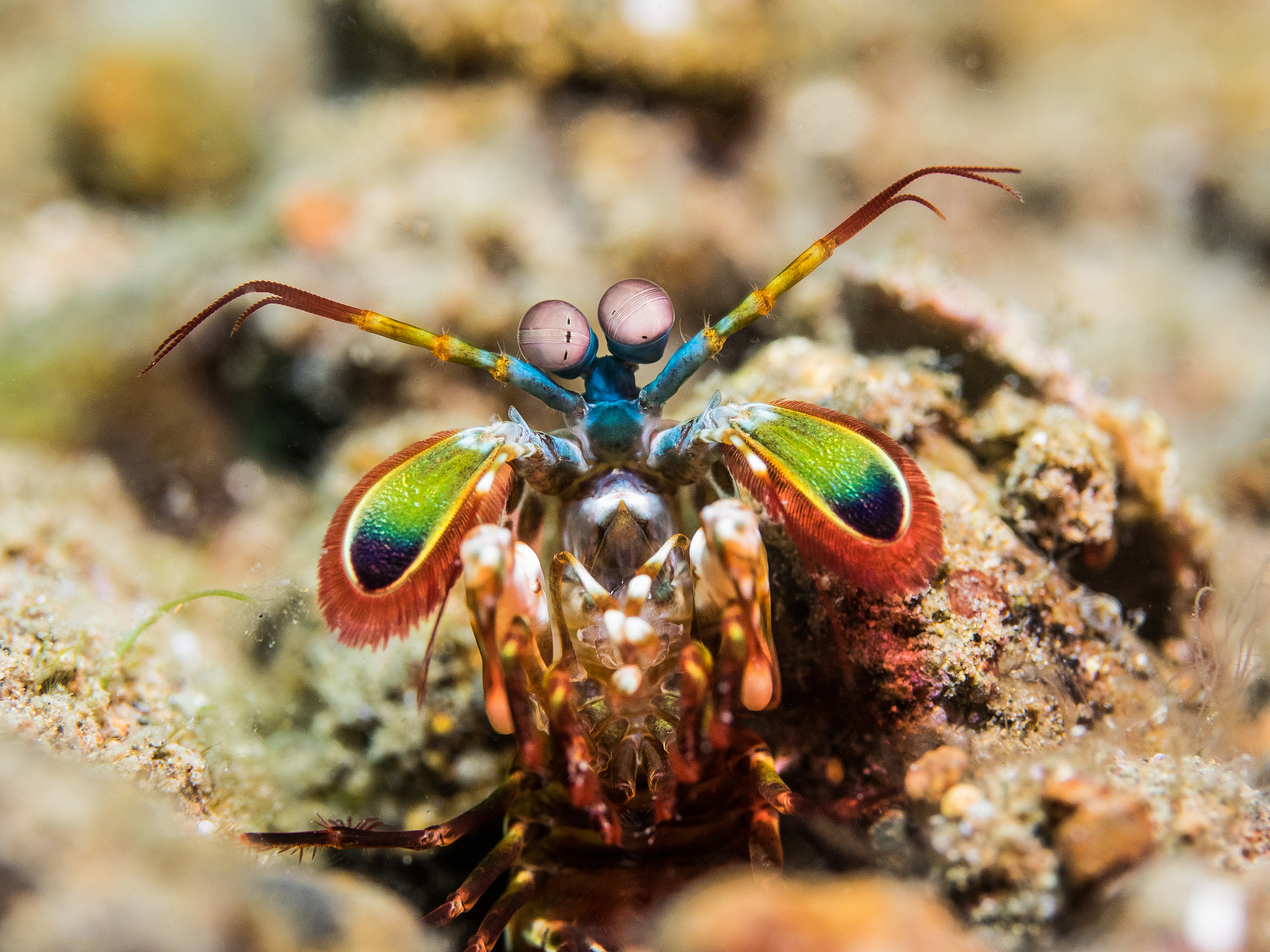 mantis shrimp