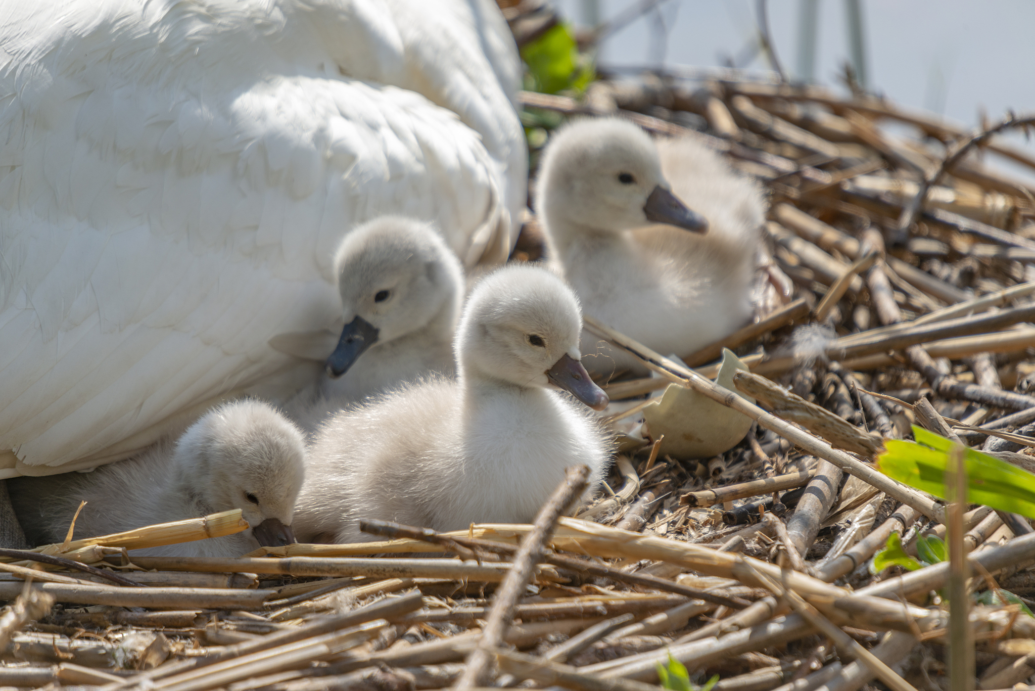 安徽科技学院动物生物技术专业怎么样？专业优势、发展前景分析