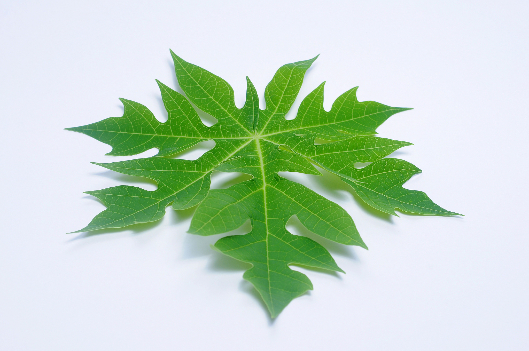 papaya leaf