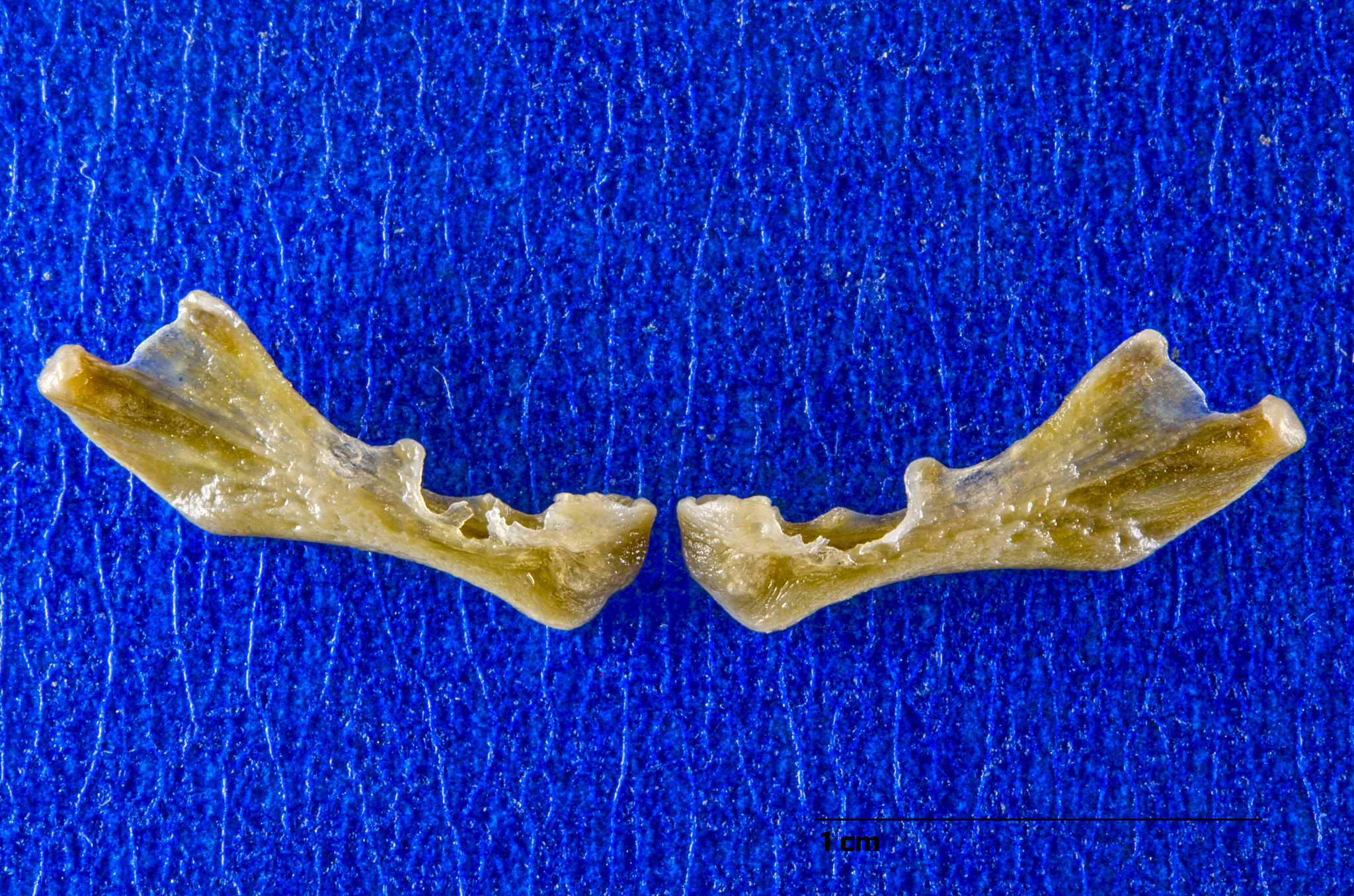 生物体的组成方式从简单到复杂的排列顺序是什么