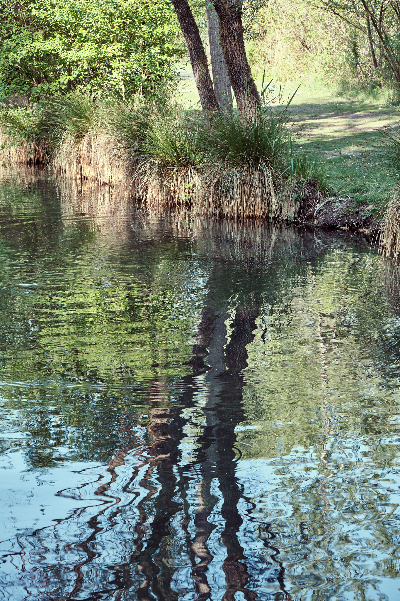view of tree reflection in the water in a small river during spr