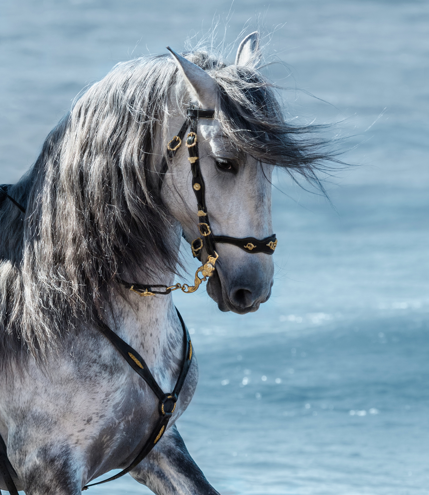 portrait close up spanish purebred gray horse with long mane