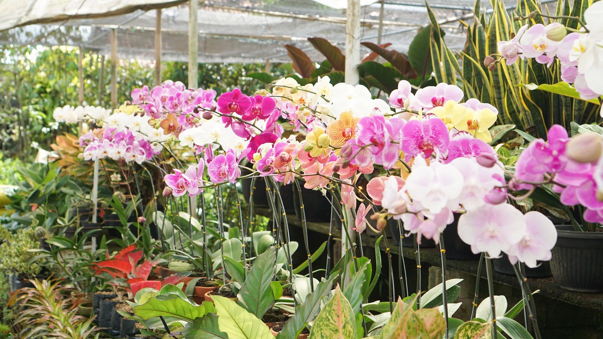 玉林兰花产业发展瓶颈分析：品种单一、技术落后、品牌缺失