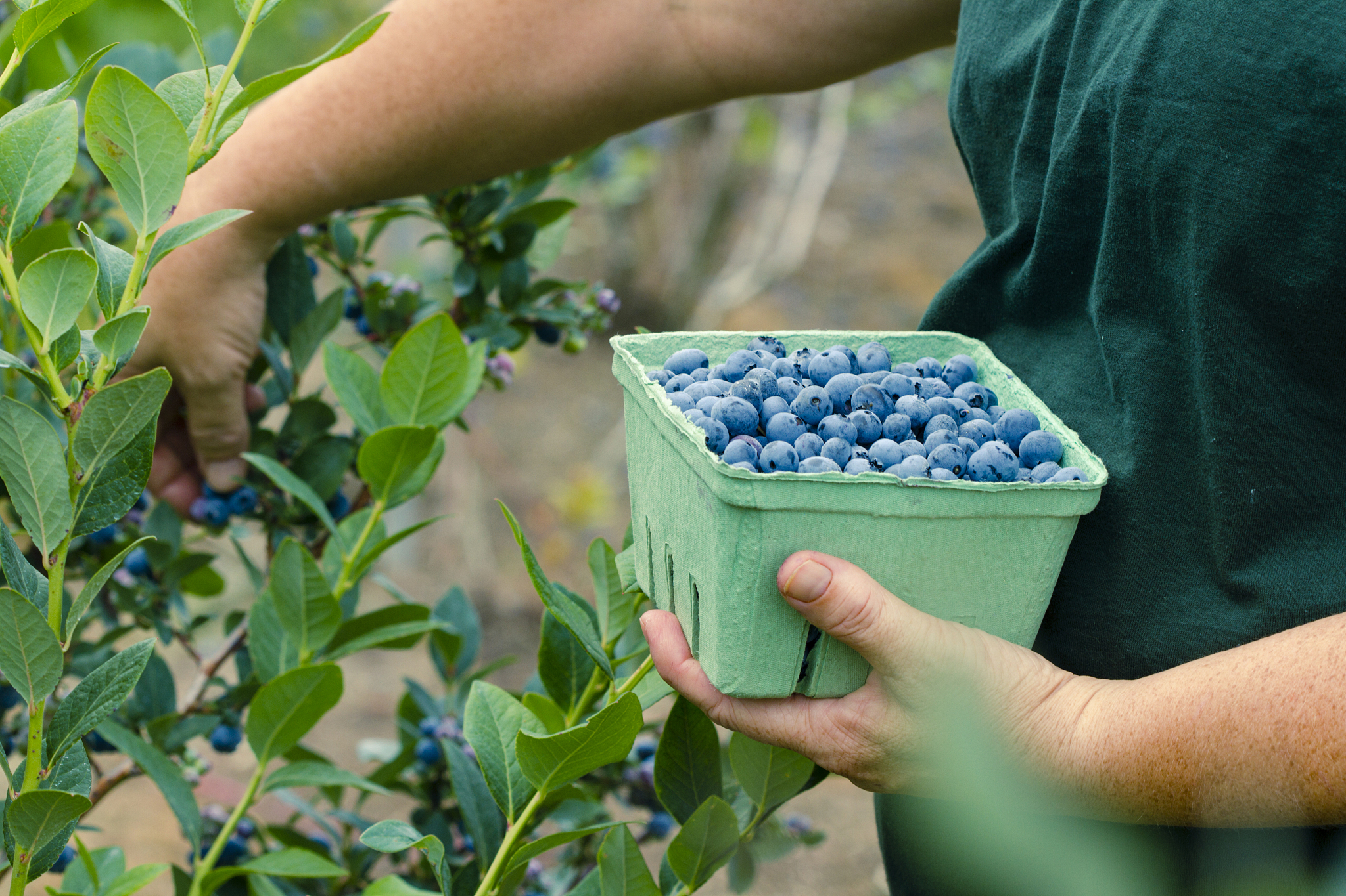 江苏地区蓝莓施肥现状分析及建议：提高产量和品质的科学方法