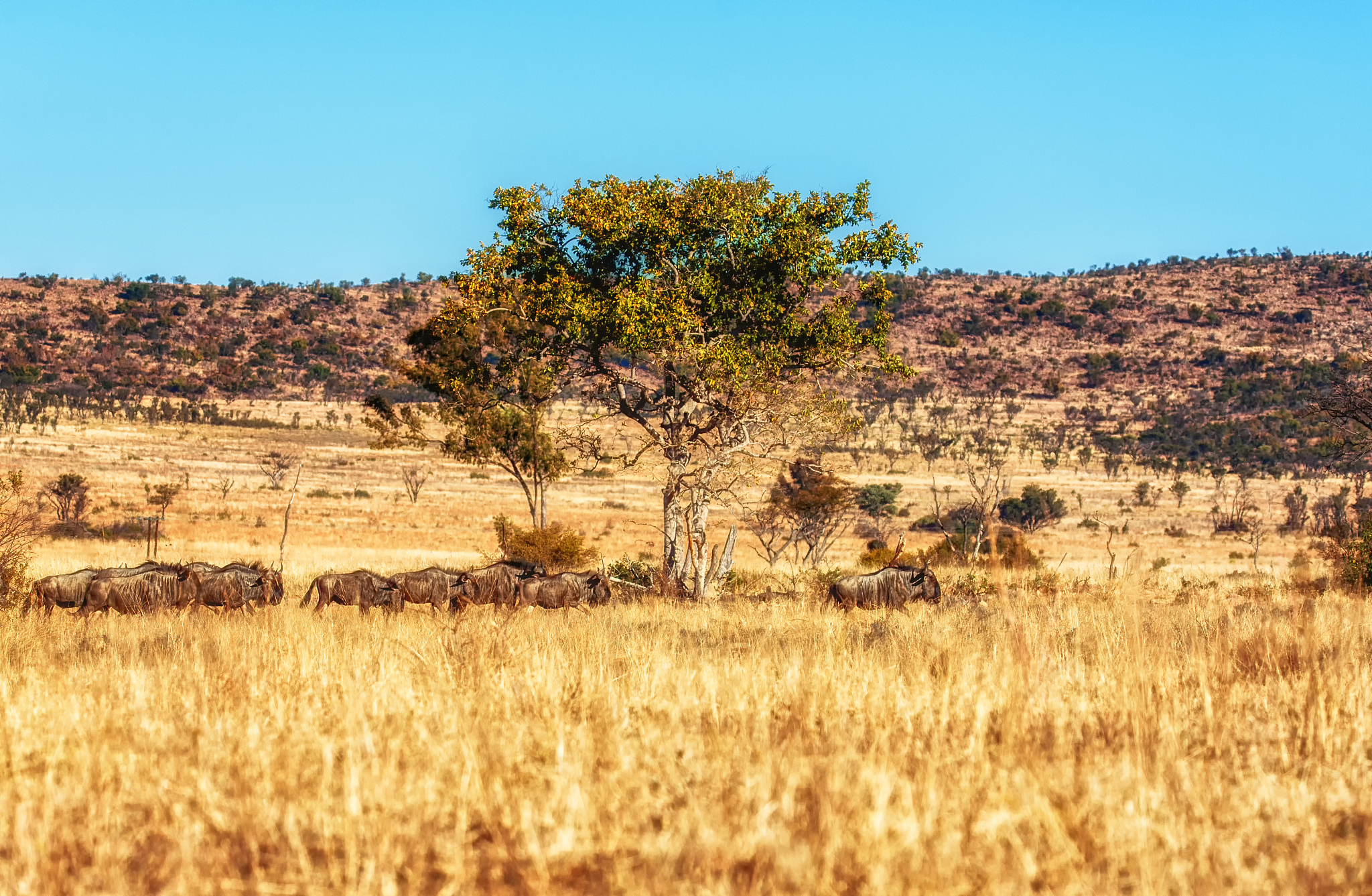 a large herd of wildebeest (gnu, connochaetes)