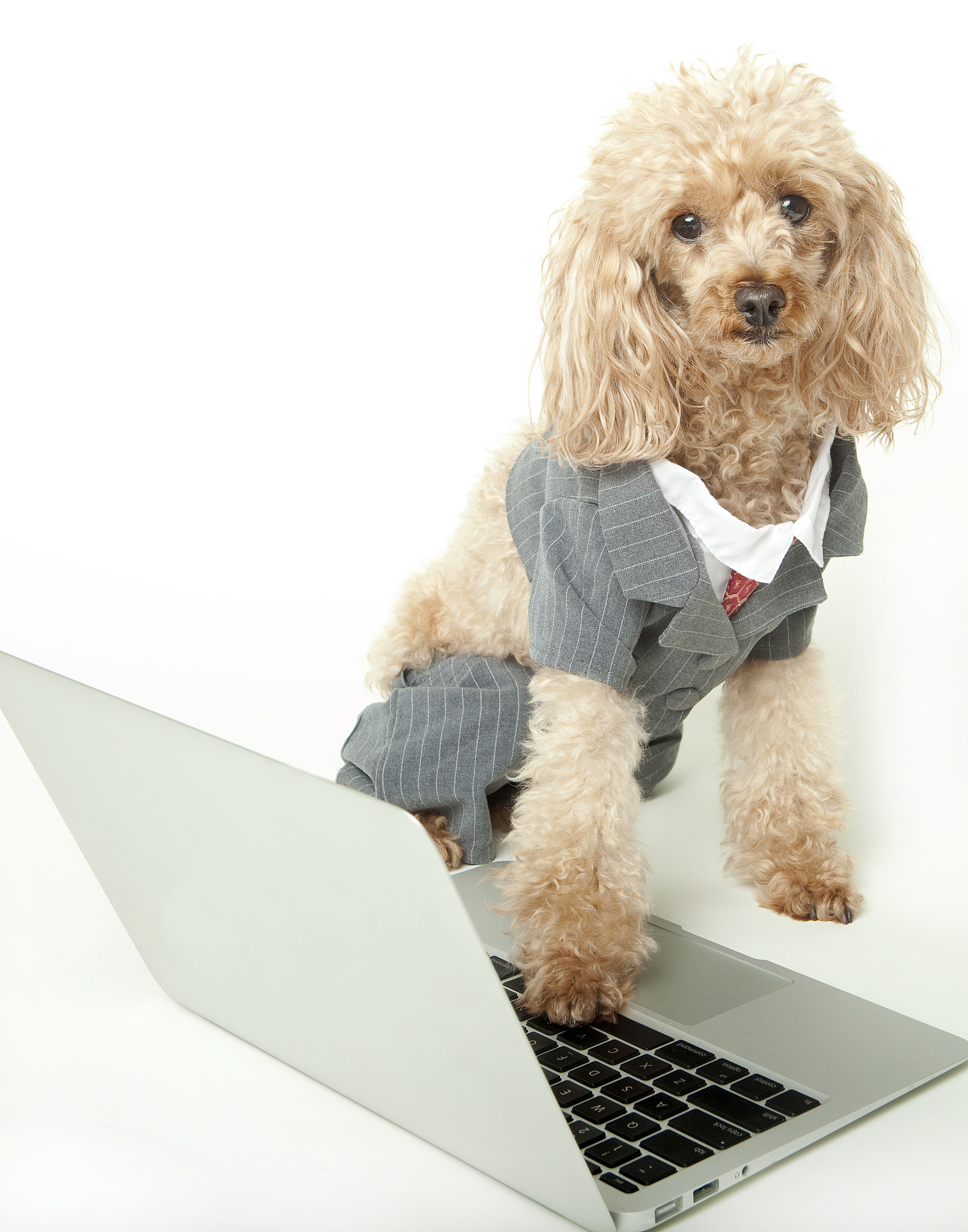 长治职业技术学院宠物养护与驯导专业课程设置详解