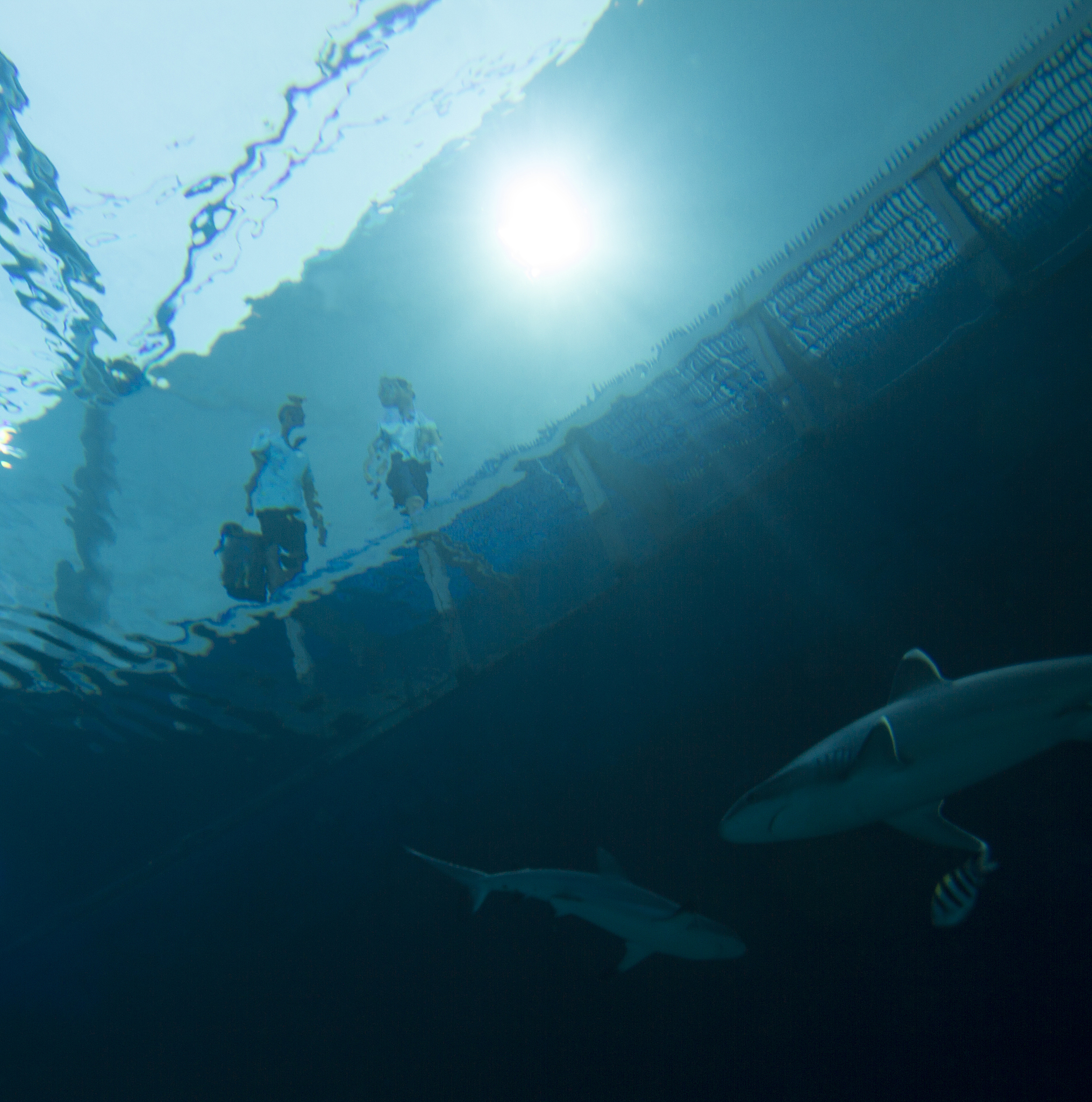 CEUS Detects Unenhanced Floating Thrombus and Plaque Vulnerability Not Seen on CTA, DSA, and Ultrasound