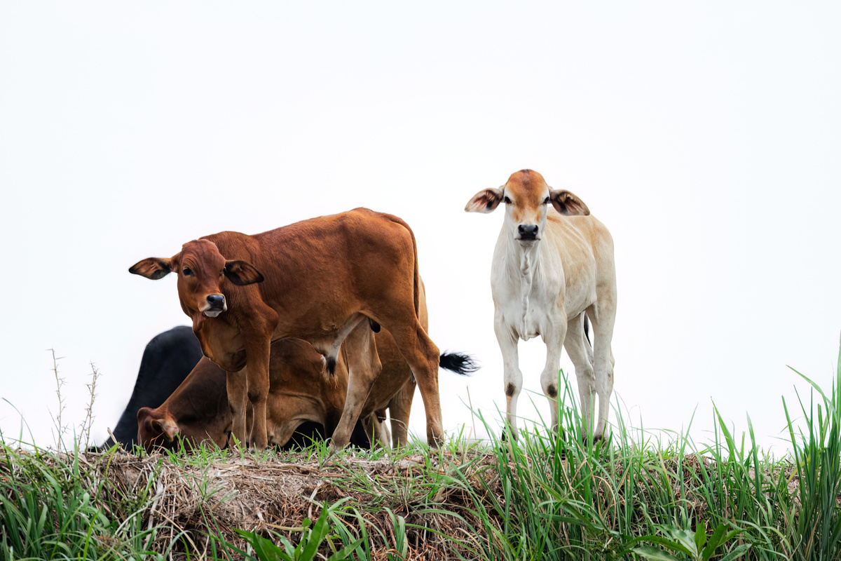 小牛临死前最久能活多久帮我用180字详细描述