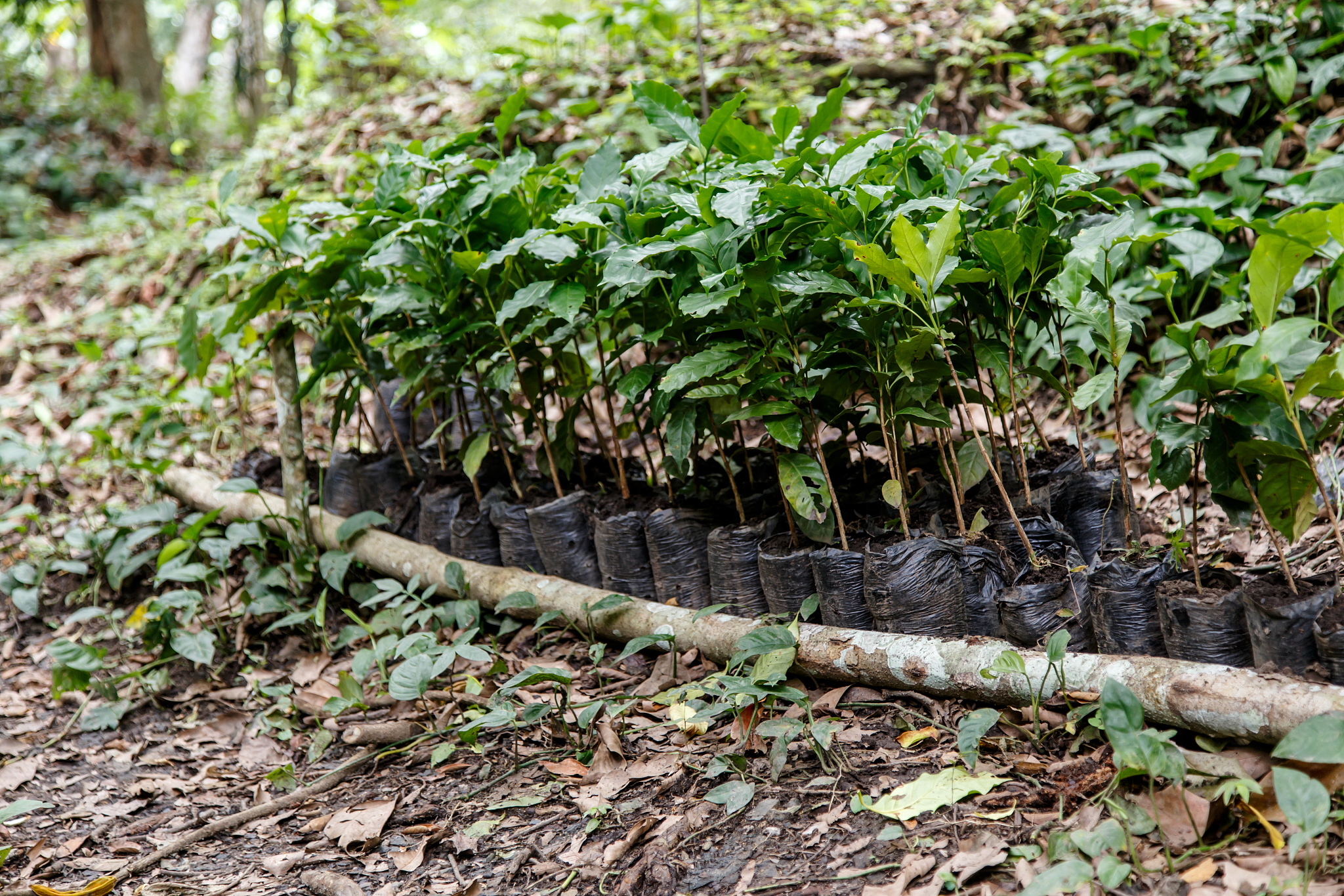 coffee plantation, seedlings, trees from north of nicaragua