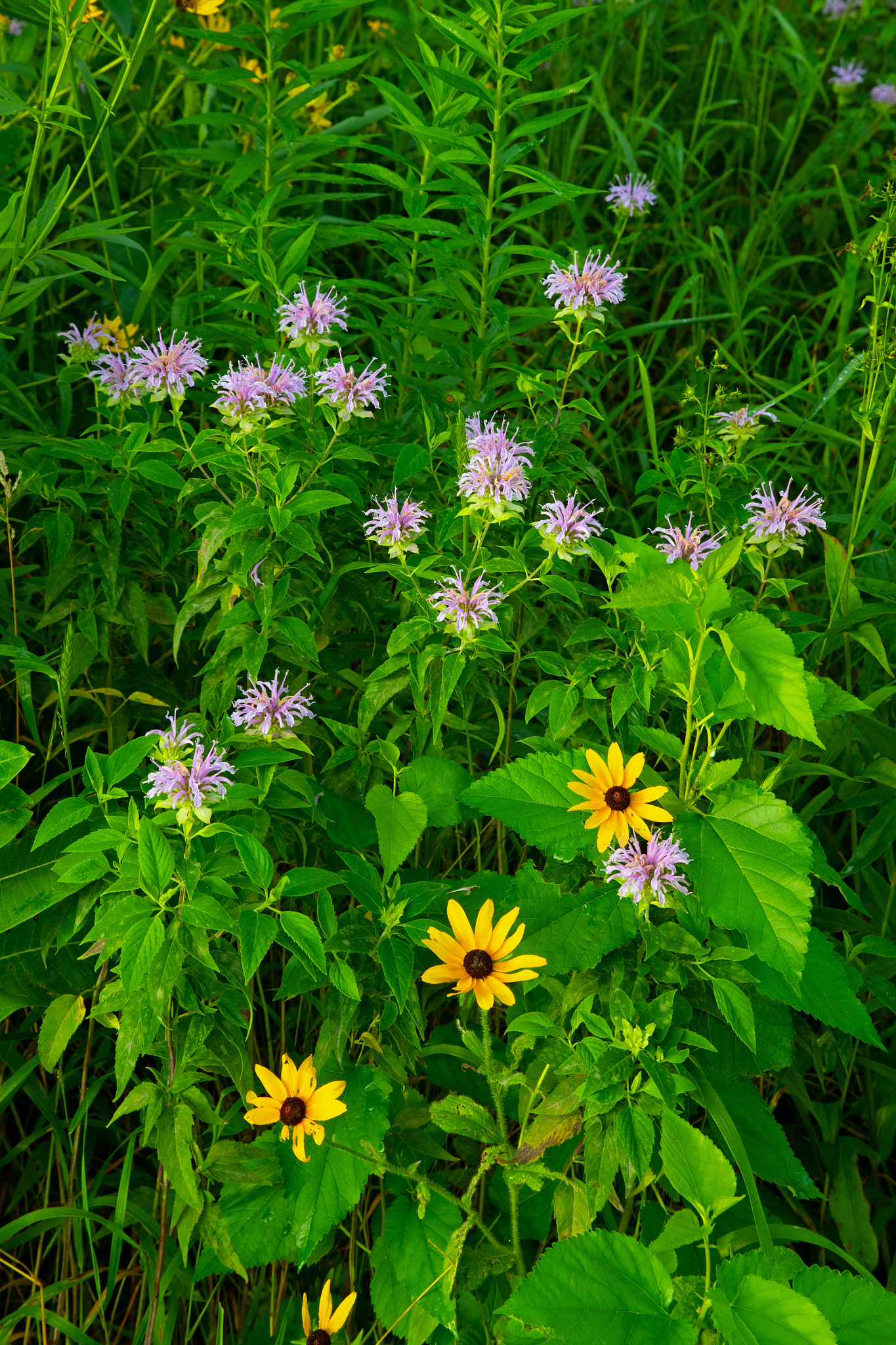 二年级作文：美丽的草原