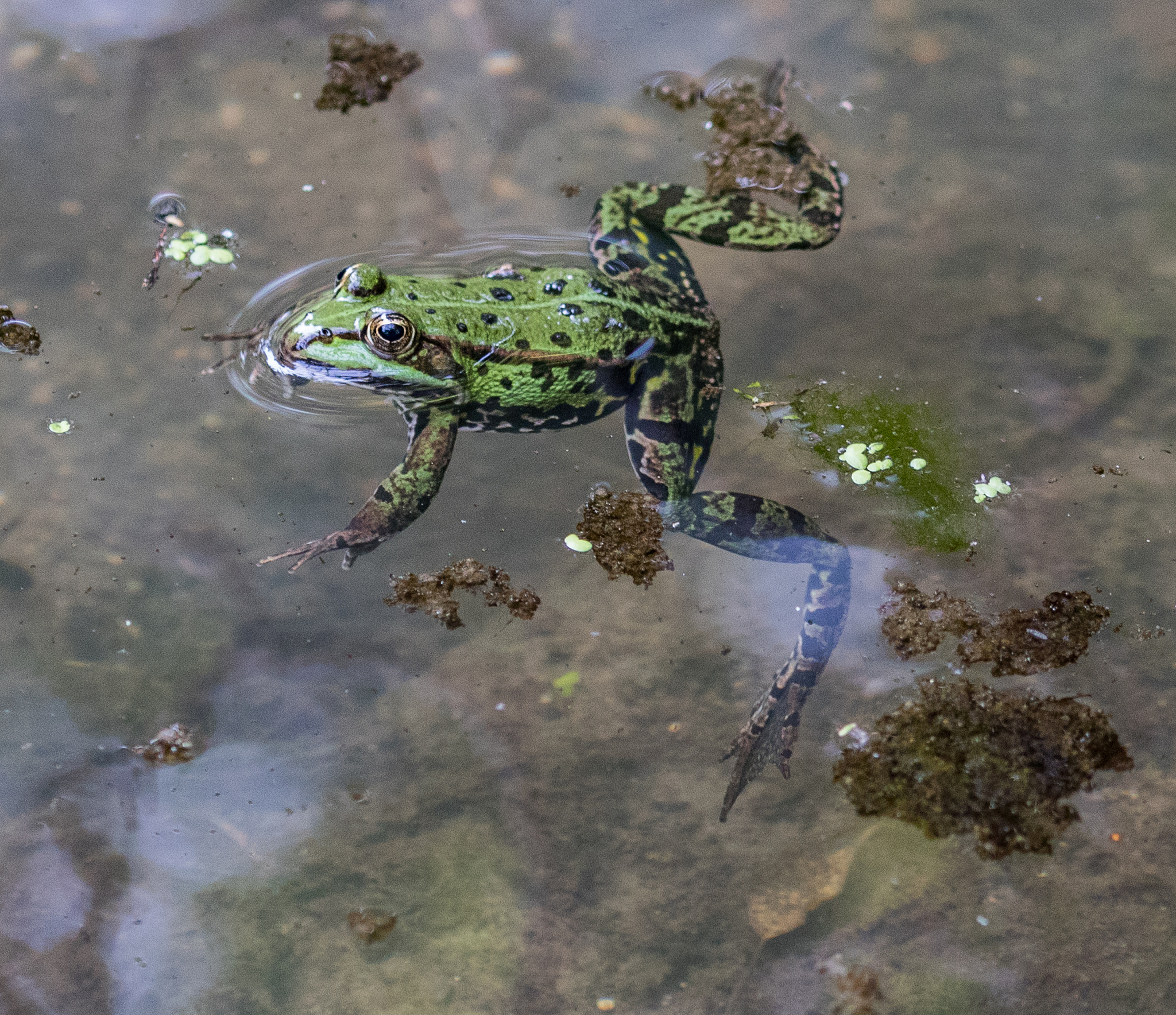 两栖类生存的危机：影响青蛙、蟾蜍、蝾螈存活的6大关键因素