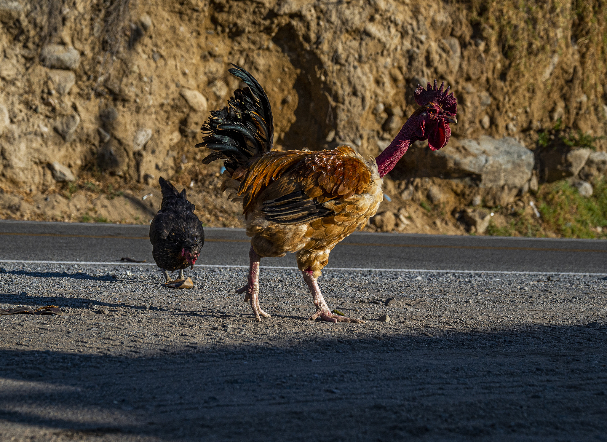 chicken walking free
