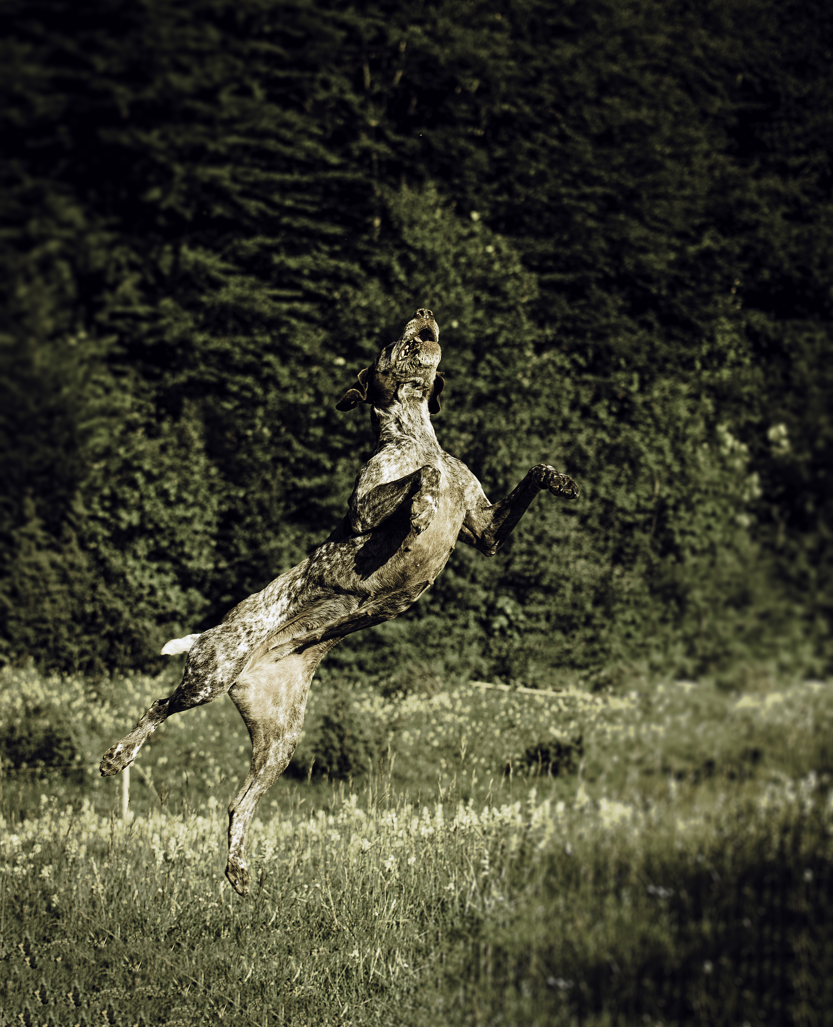 Cozy Wildlife Photography Sim: A Delightful and Relaxing Experience - [Game Name]