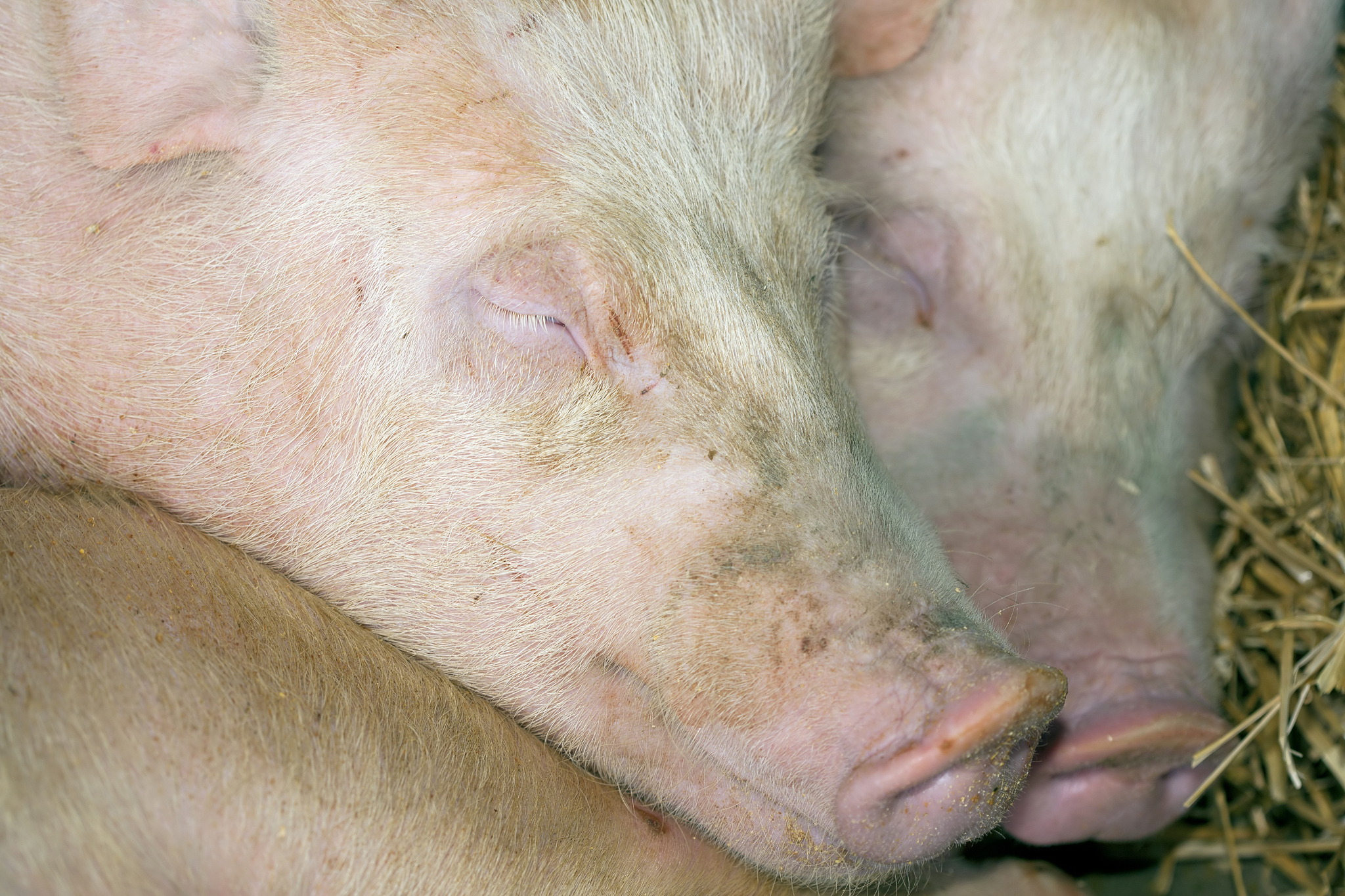 如何解决猪脓包问题