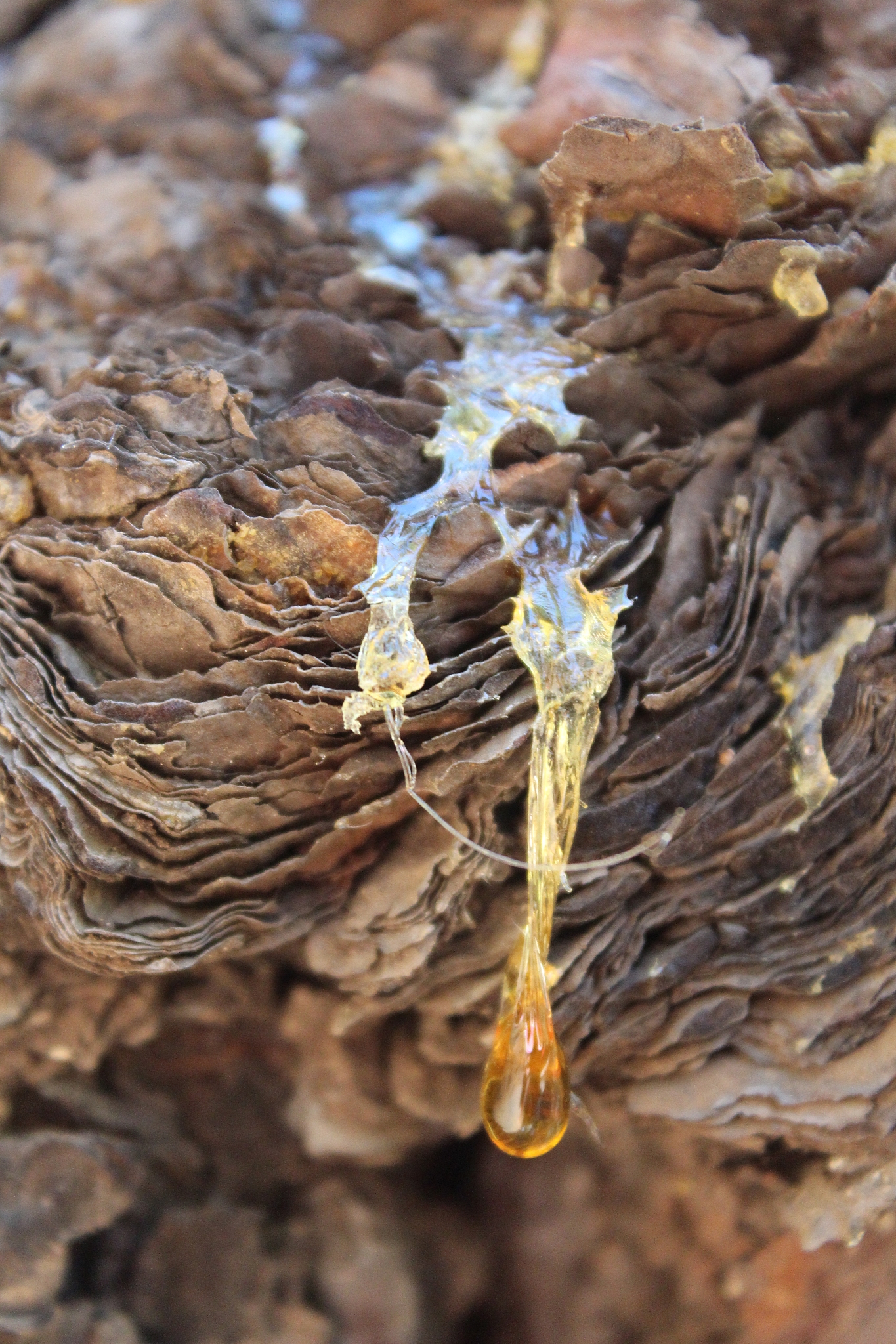 la palma island, canary islands- close-up of rosin on canary pin