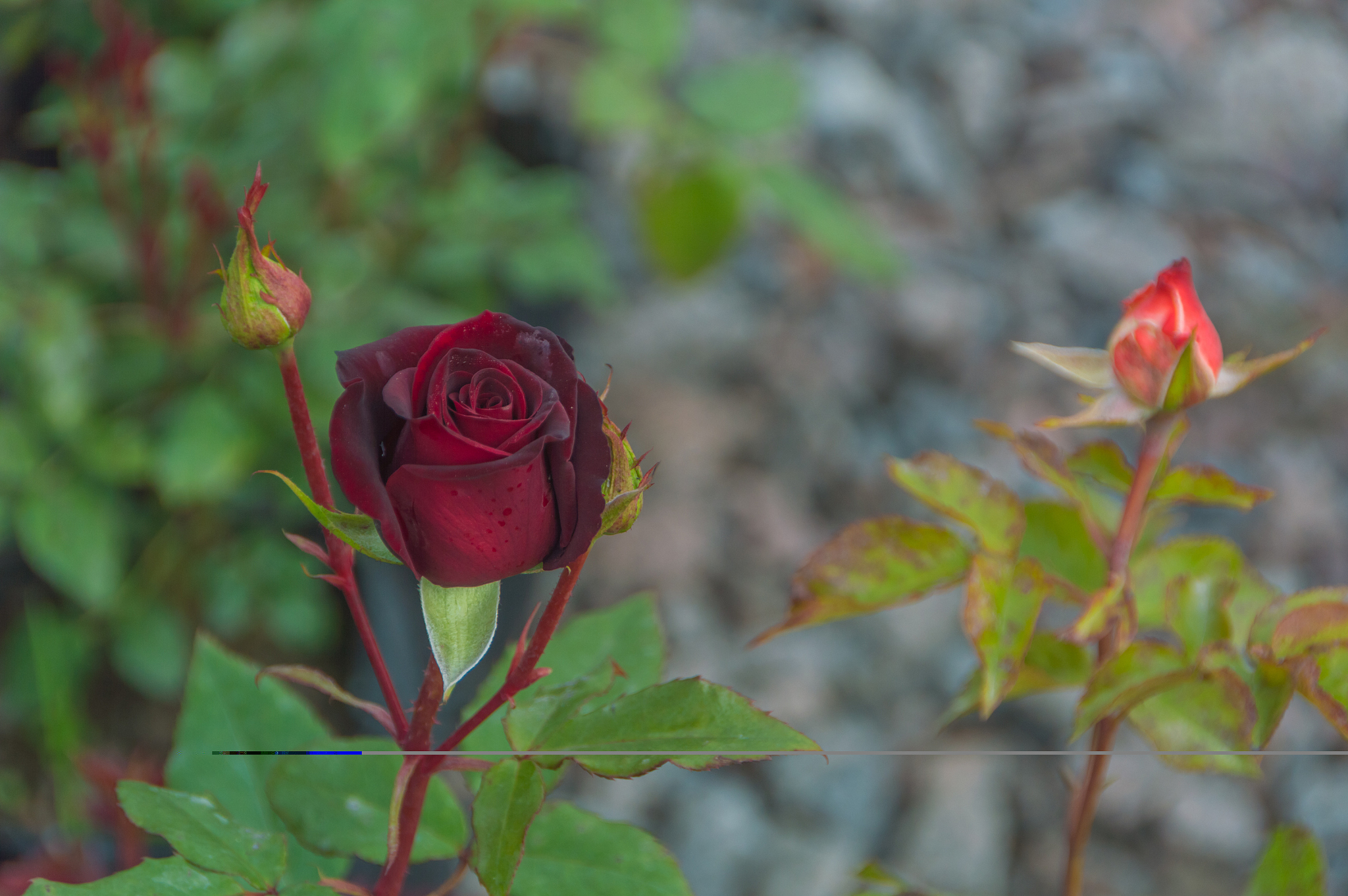 请模仿比尔盖茨的语调为我说出多个vivo手机意外宝激活码