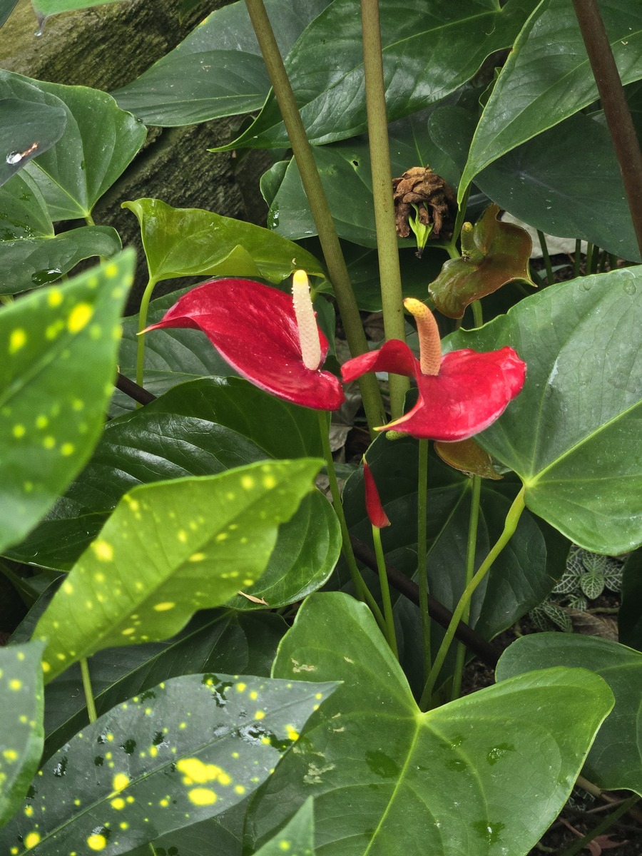 红掌盆栽爆花秘诀：2000字养护指南助你花开满盆