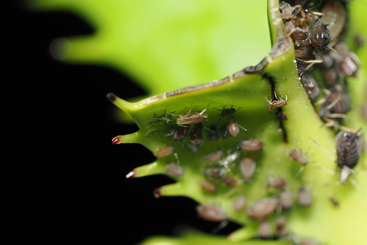水稻昆虫群落结构分析：多样性、均匀性及丰富度研究