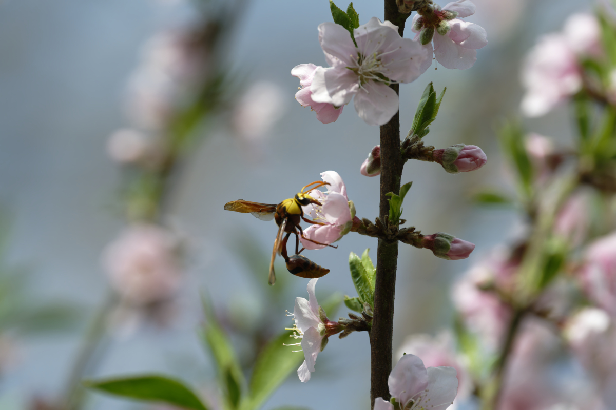 桃树开花不靠蜜蜂也能结果吗？