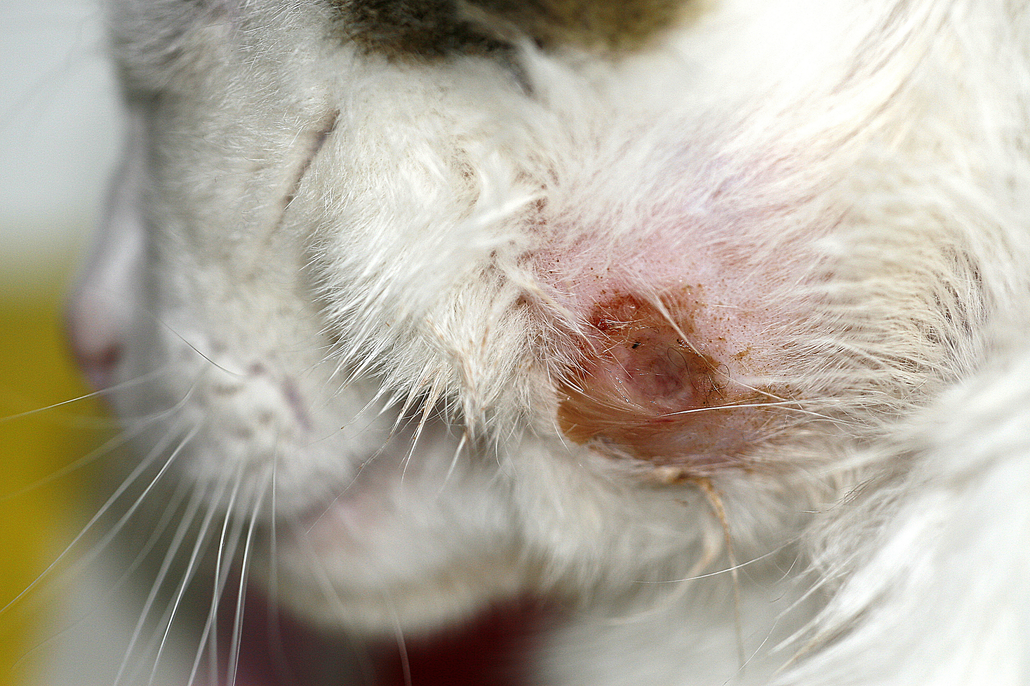 猫咪疫苗过敏怎么办？症状及应对措施详解