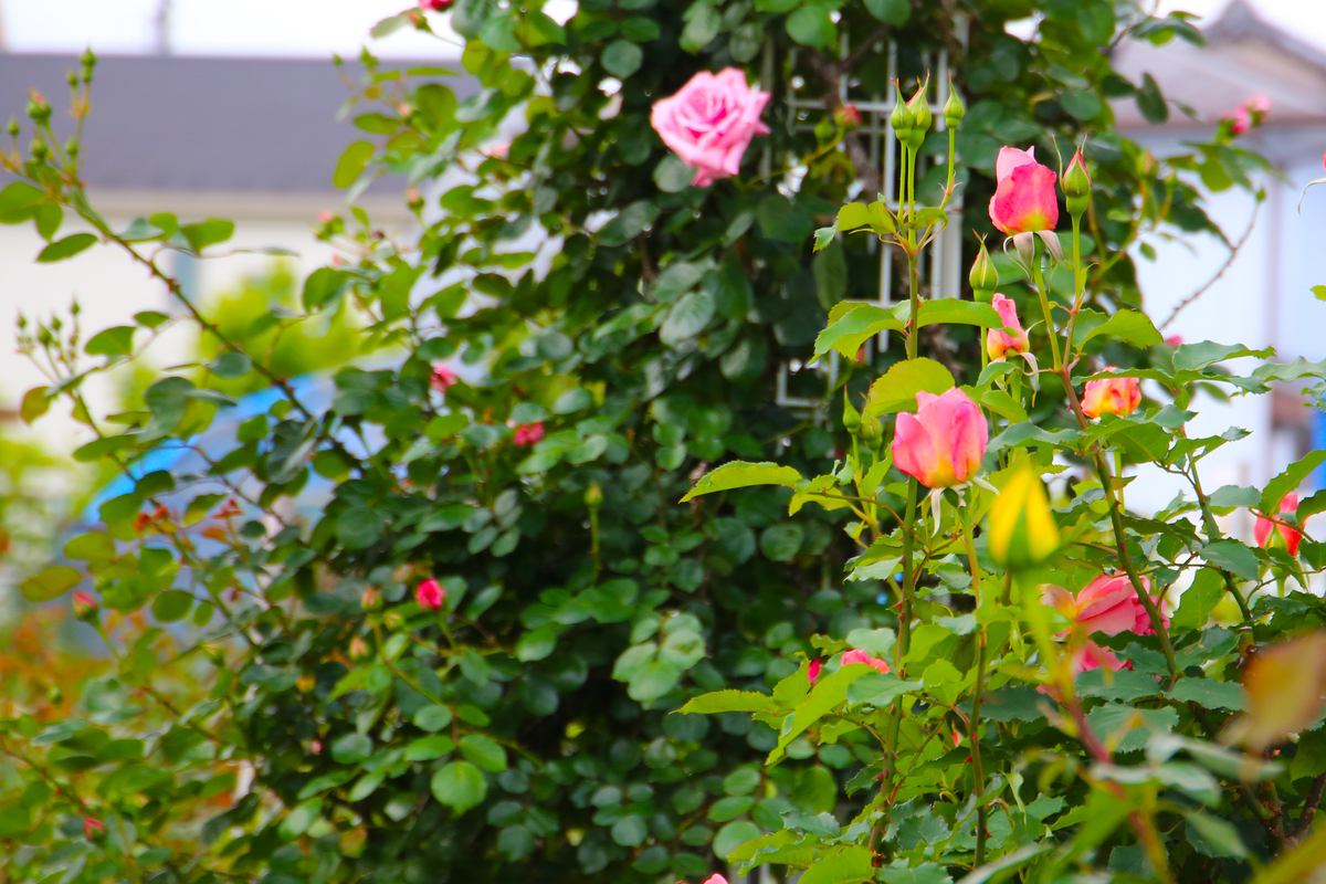 蔷薇今又开花香总在春深处！