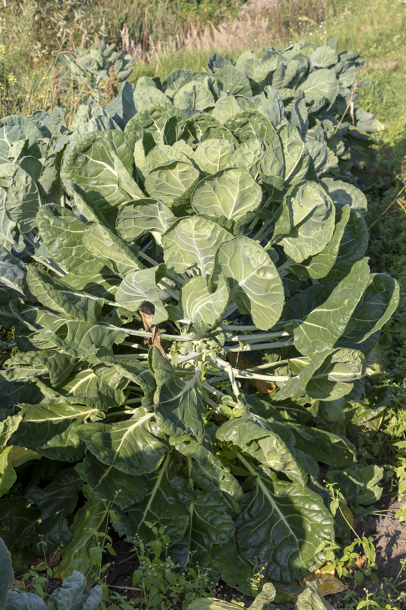 研究院实习报告2500字关于植物微生物食品方向的实习