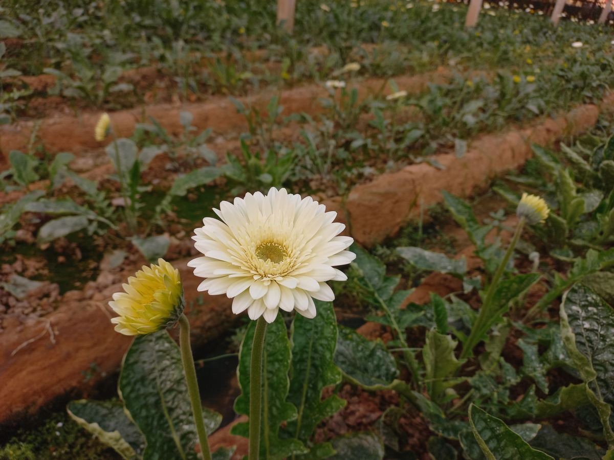 雏菊生长最佳温度和湿度：15℃-25℃，50% 湿度
