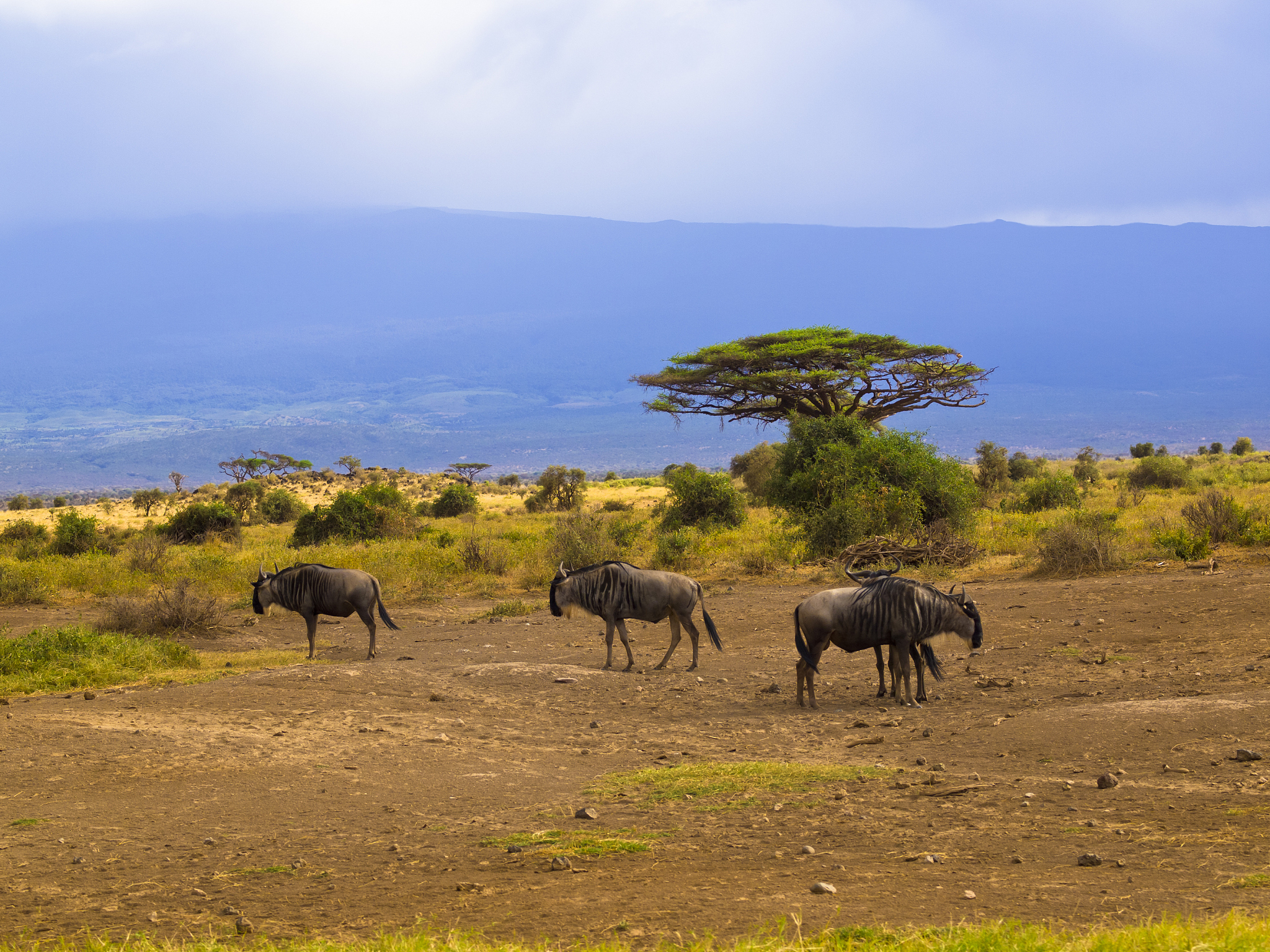 gnu at amboseli