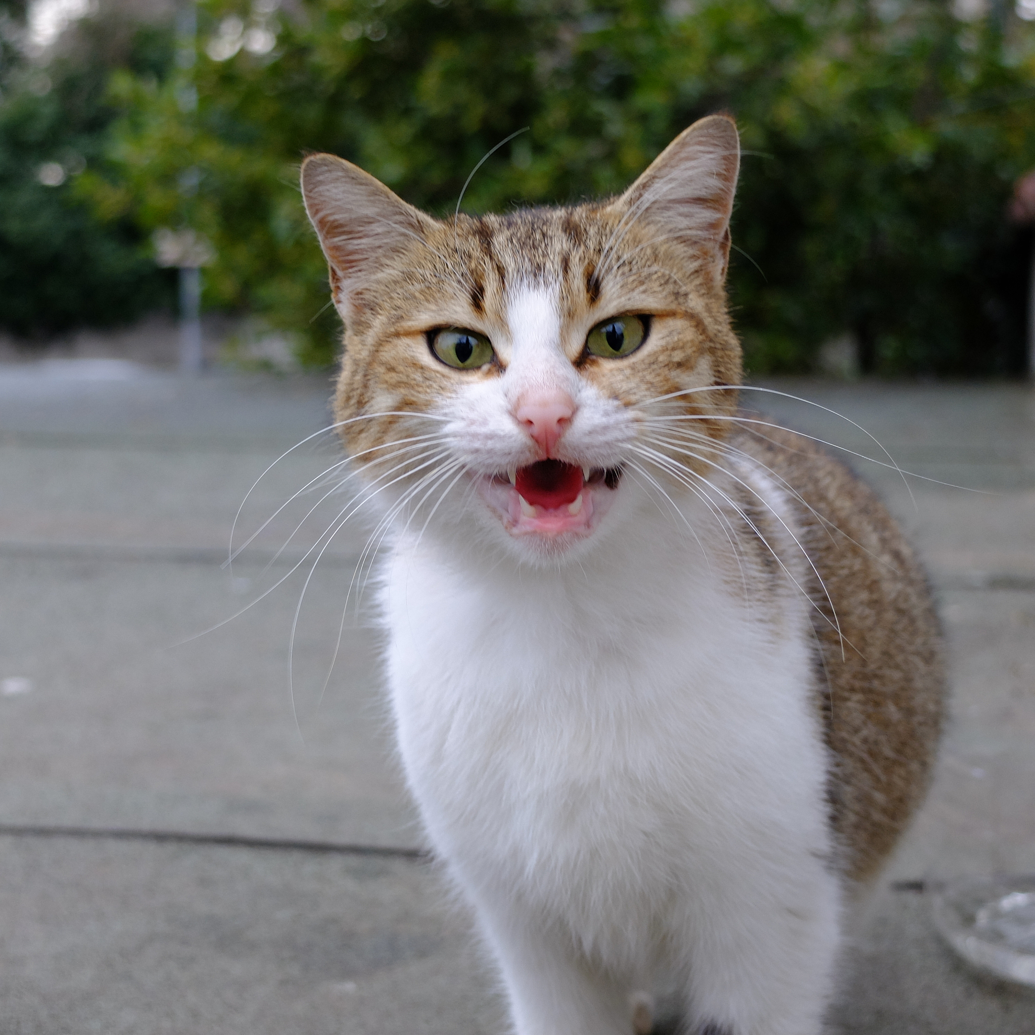 爆笑猫笑话：修成大懒猫！