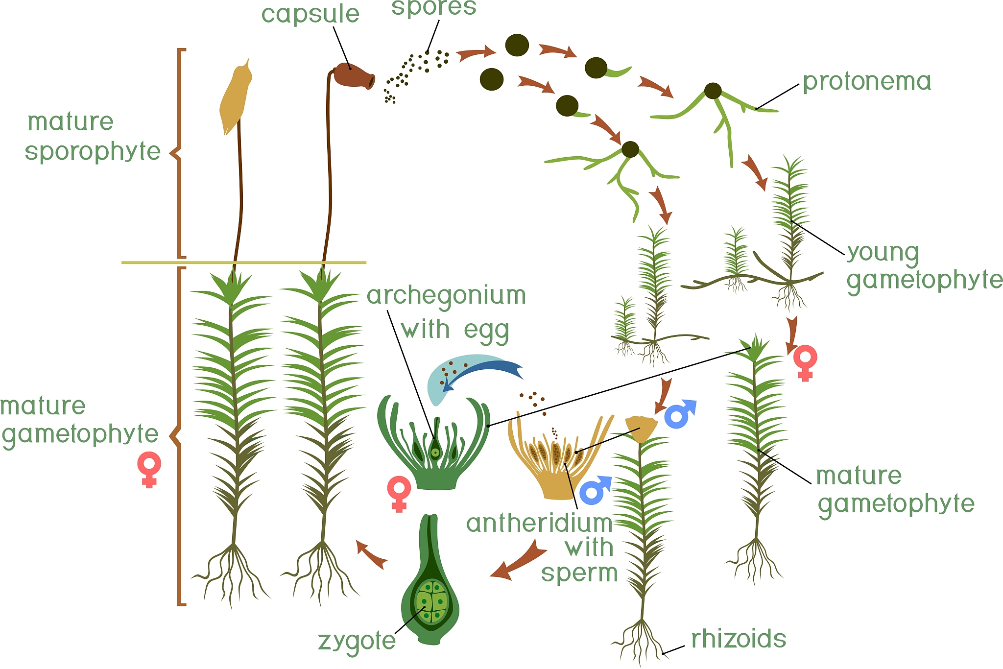 In pea plants seed form and seed colour is inherited in a Mendelian fashion A homozygous yellow homozygous smooth pea is crossed with a heterozygous yellow homozygous wrinkled pea What are the possibl