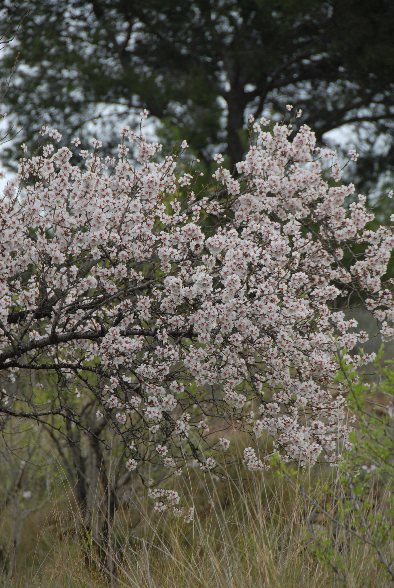 mandelblüte in spanien
