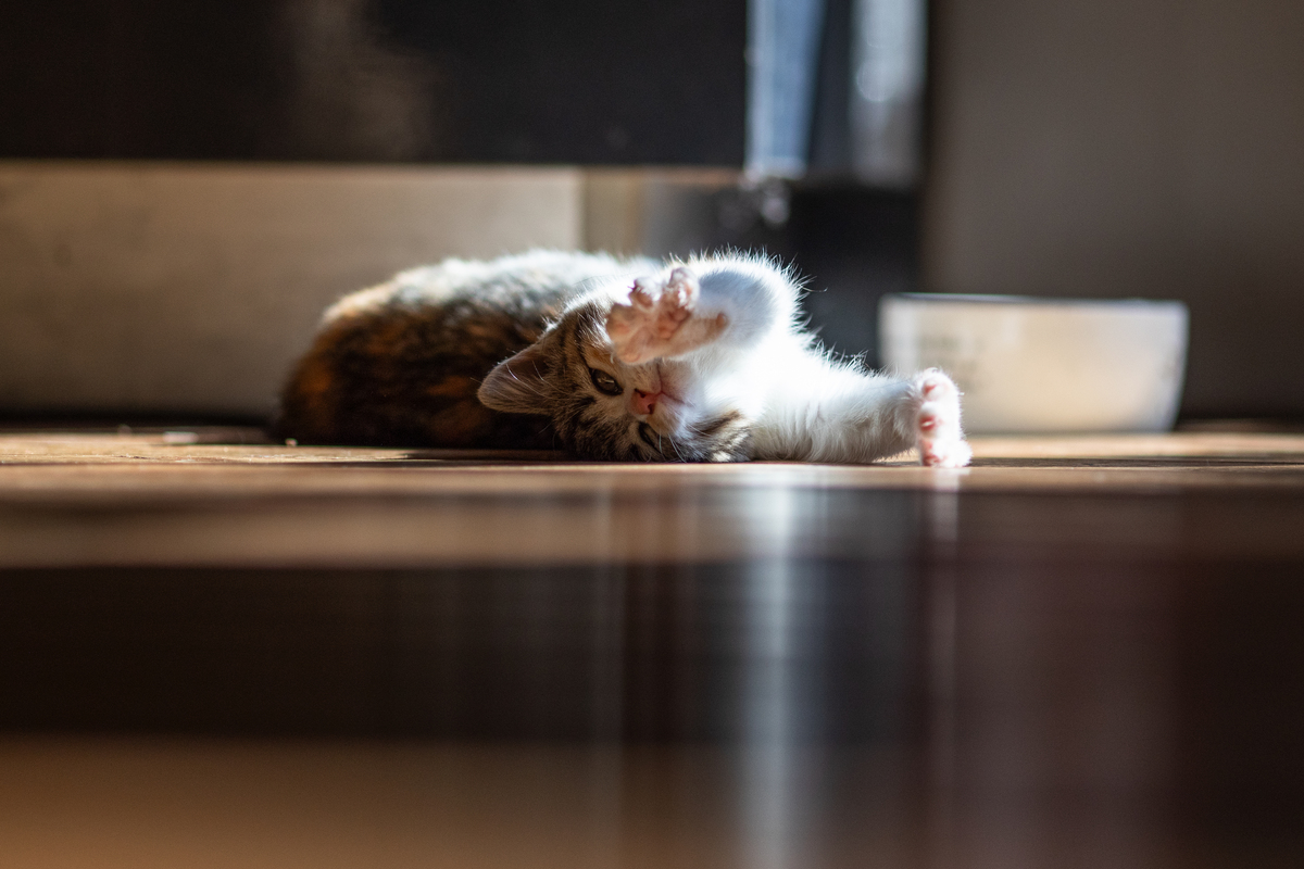 可爱的猫咪树下午睡 - 温暖画面让人心醉