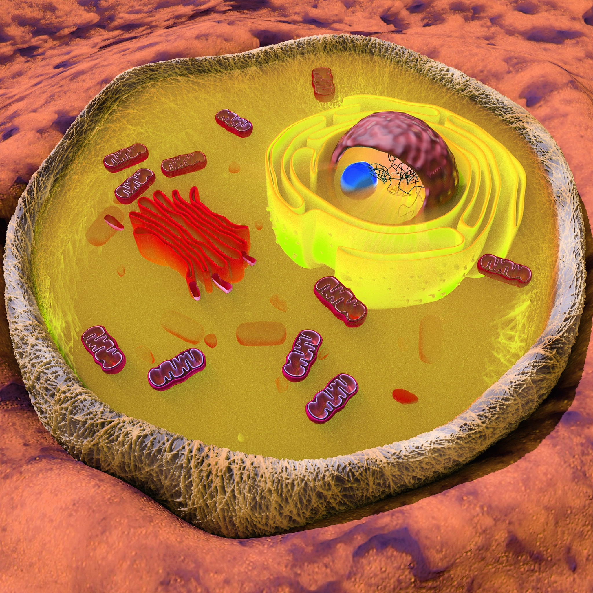 P型质子泵：生物能量转换的关键酶