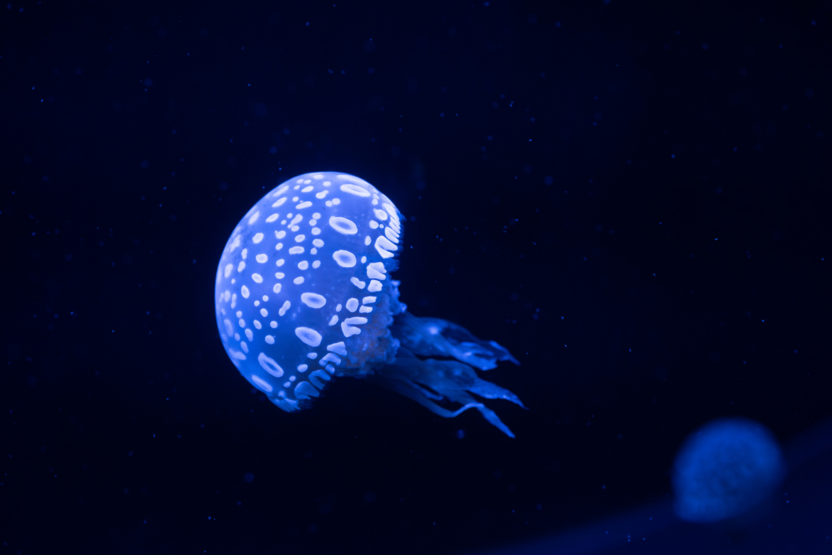 水母种类大全：从月亮水母到火焰水母 - 探索海洋奇观