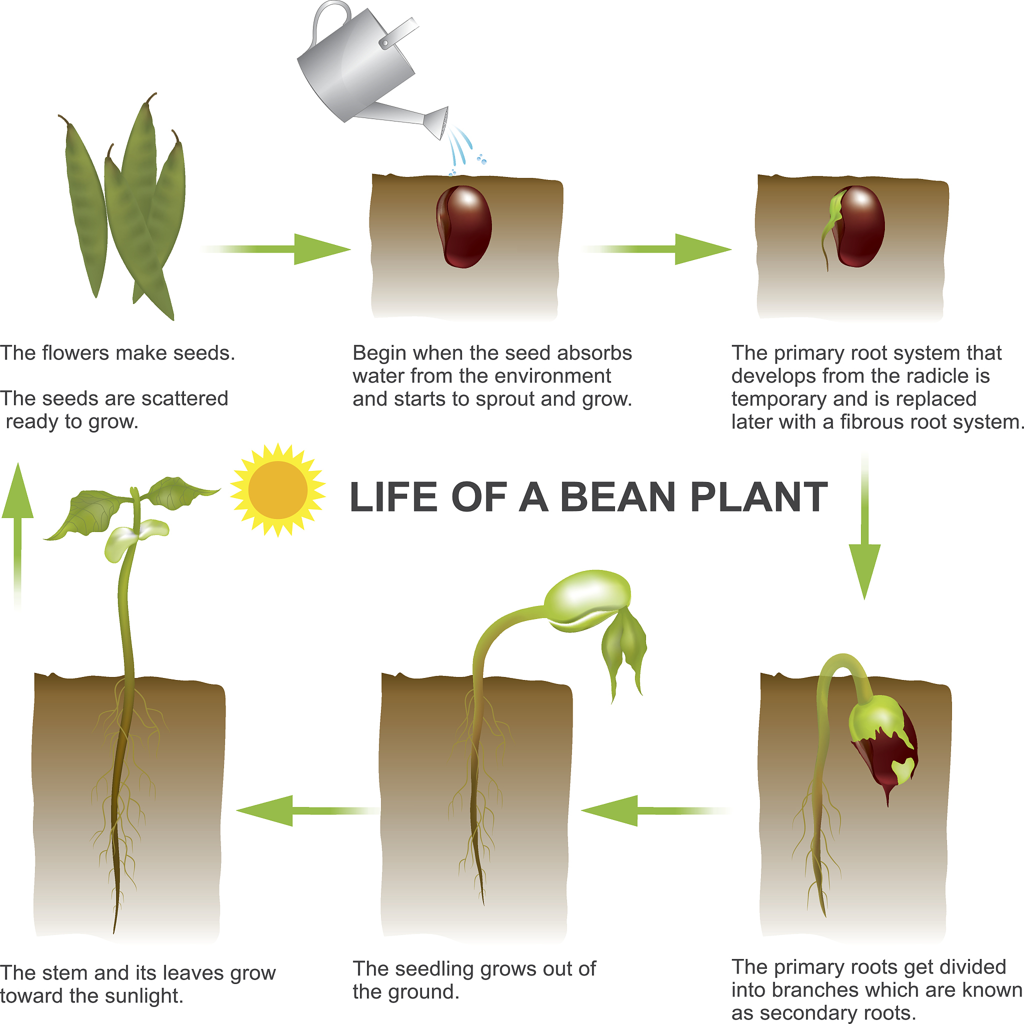 基于辐照改性农林废弃物高效合成微生物蛋白的关键技术研究