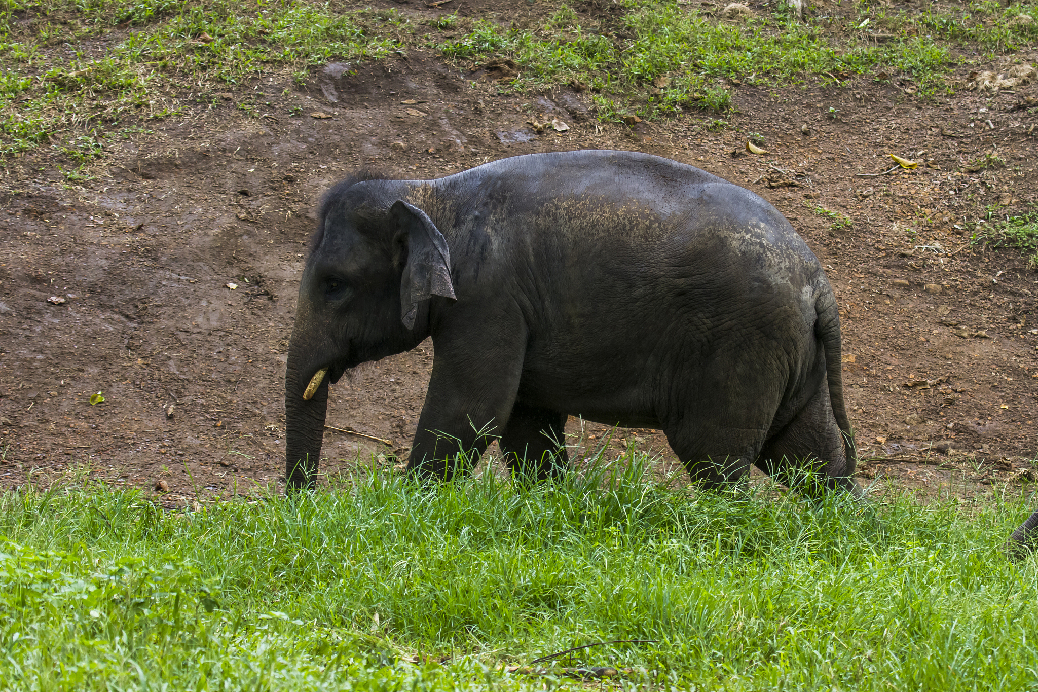 elephant walk