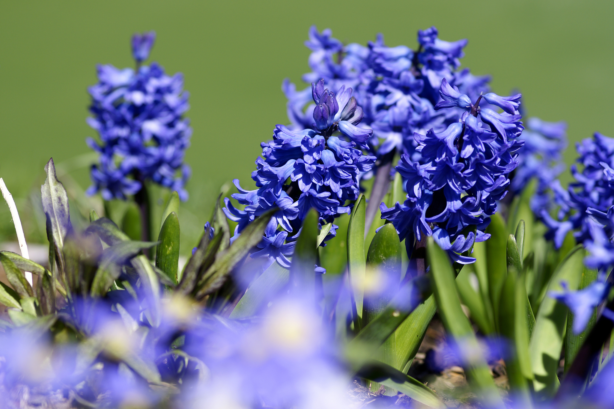 9月种什么蓝色花？8种常见蓝色花卉种植指南