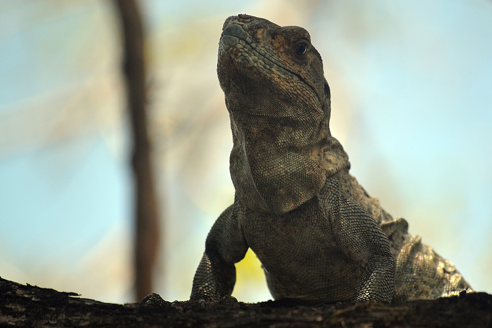 iguana