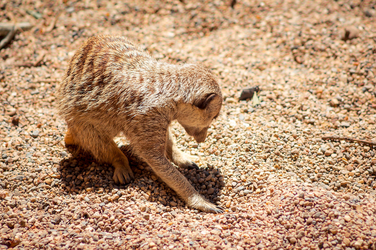 《挖呀挖》火爆背后的原因：疫情后人们需要童心和亲和力