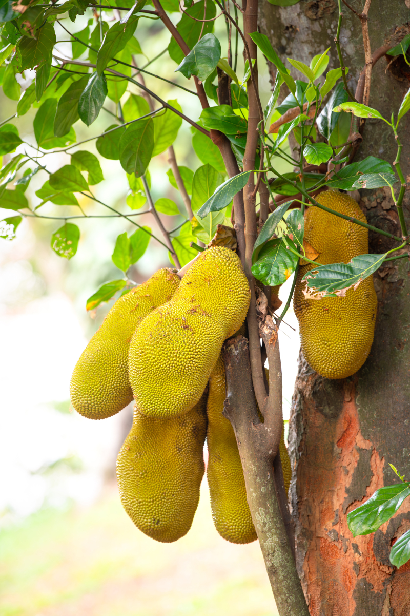 伪原创下以下文案：活了五百年才知道菠萝蜜的果核是可以吃的粉糯糯的跟板栗一样好吃。果核剥出清洗干净水开加一勺盐倒入果核中小火煮20分钟即可剥去外皮就可以吃了香甜粉糯真的很好吃噢。